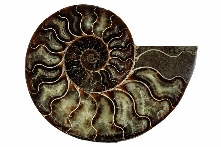 Cut & Polished Ammonite Fossil (Half) - Madagascar #345648